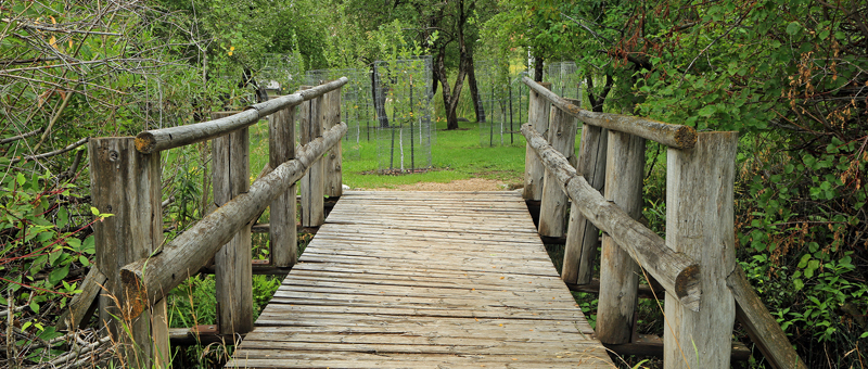 a wooden foot bridge in a park