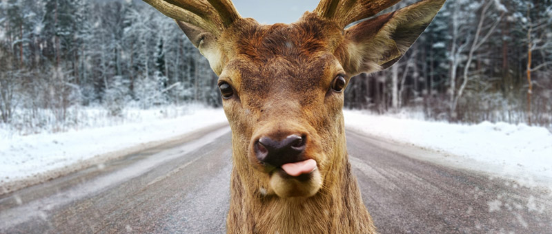 close-up of a deer with it's tongue sticking out